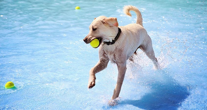 a dog plays with a ball at the pool