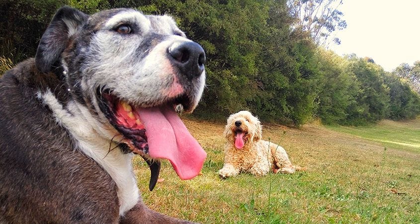 two dogs in field