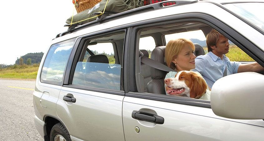 A family takes their dog on a summer road trip.