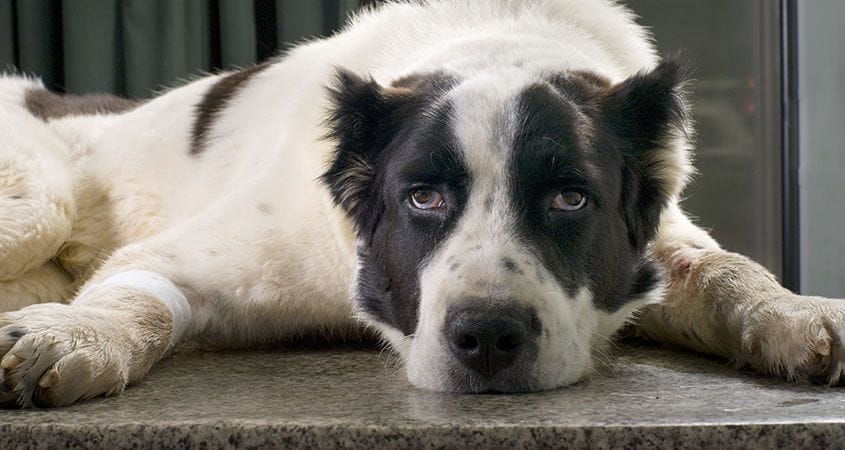 A dog lays down looking sad.