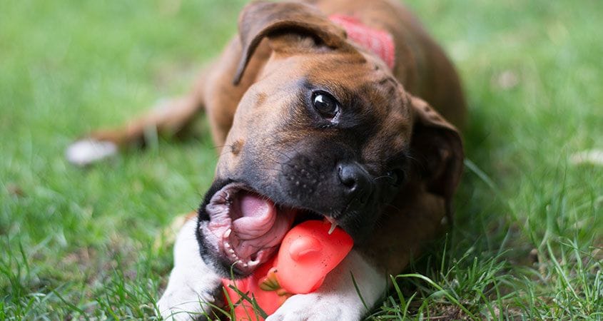 a dog gnaws on a appropriate chew toy