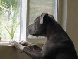 sad-dog-looks-out-window-for-owner-to-come-home