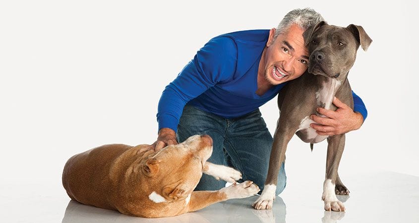 Cesar Millan hugs two dogs