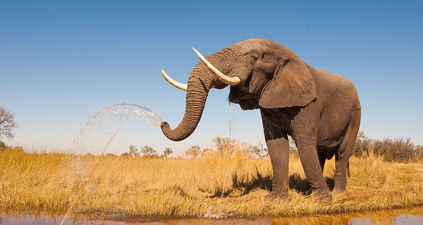 An elephant walks in the dessert.