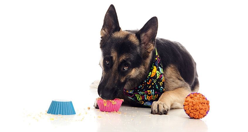 dog eating a dog treat