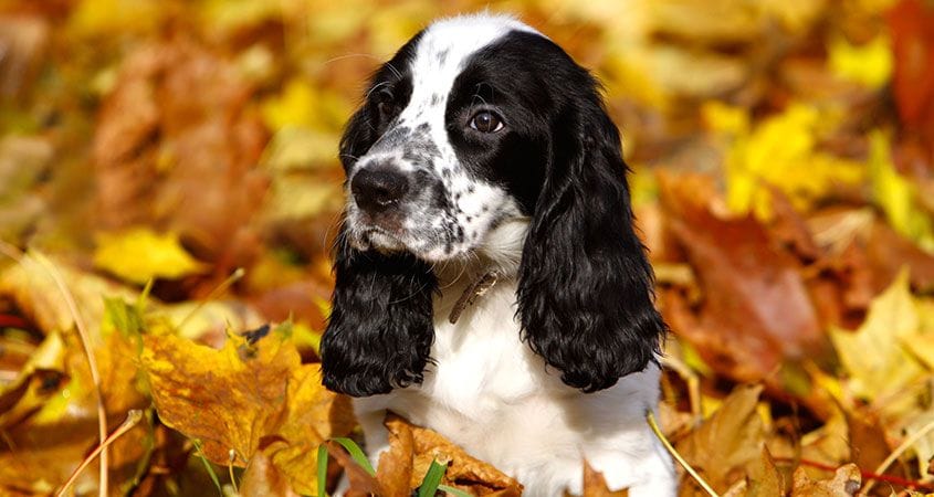 A dog plays in the fallen leaves.