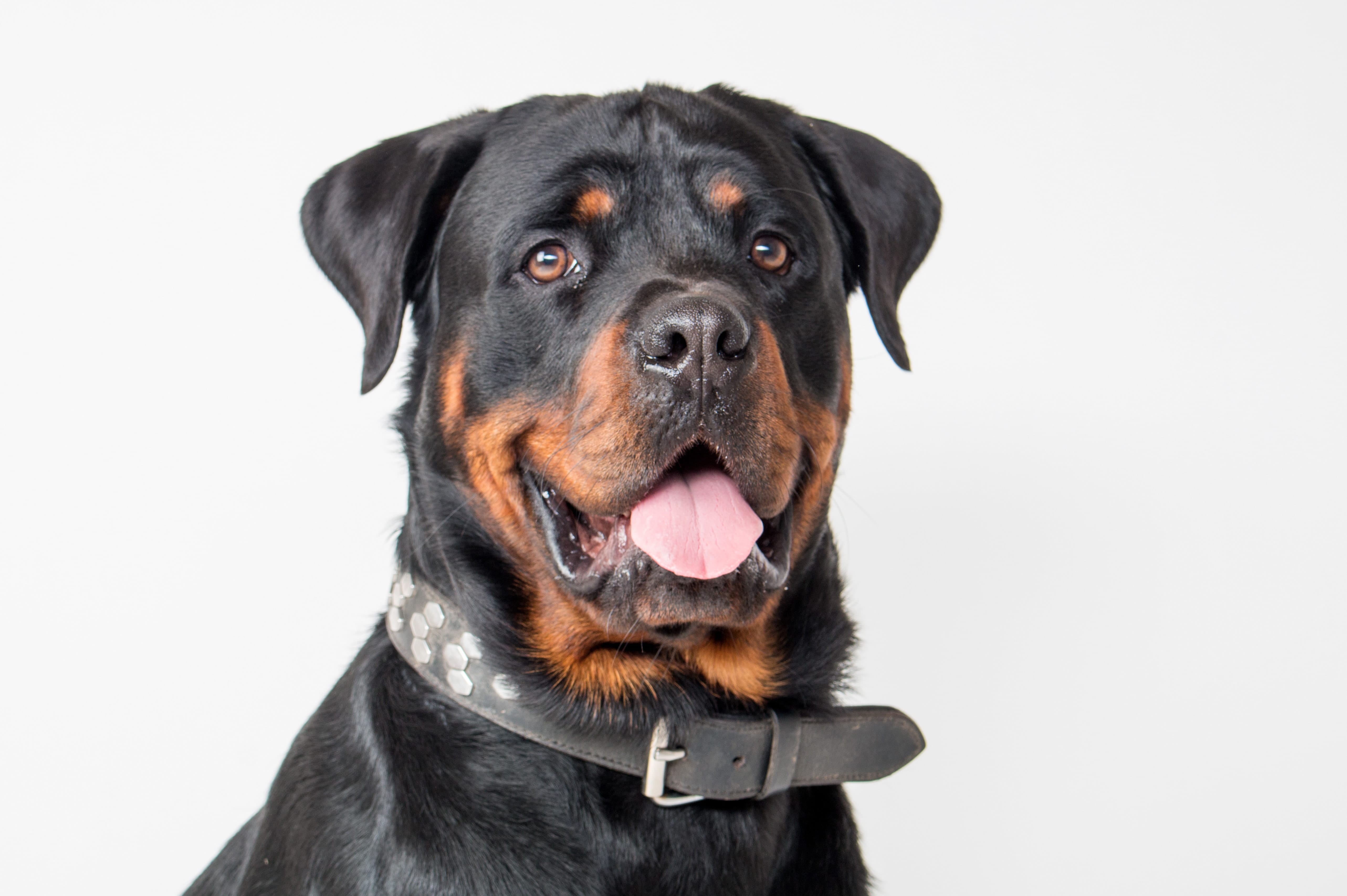 a rotweiler sits patiently for it's owner