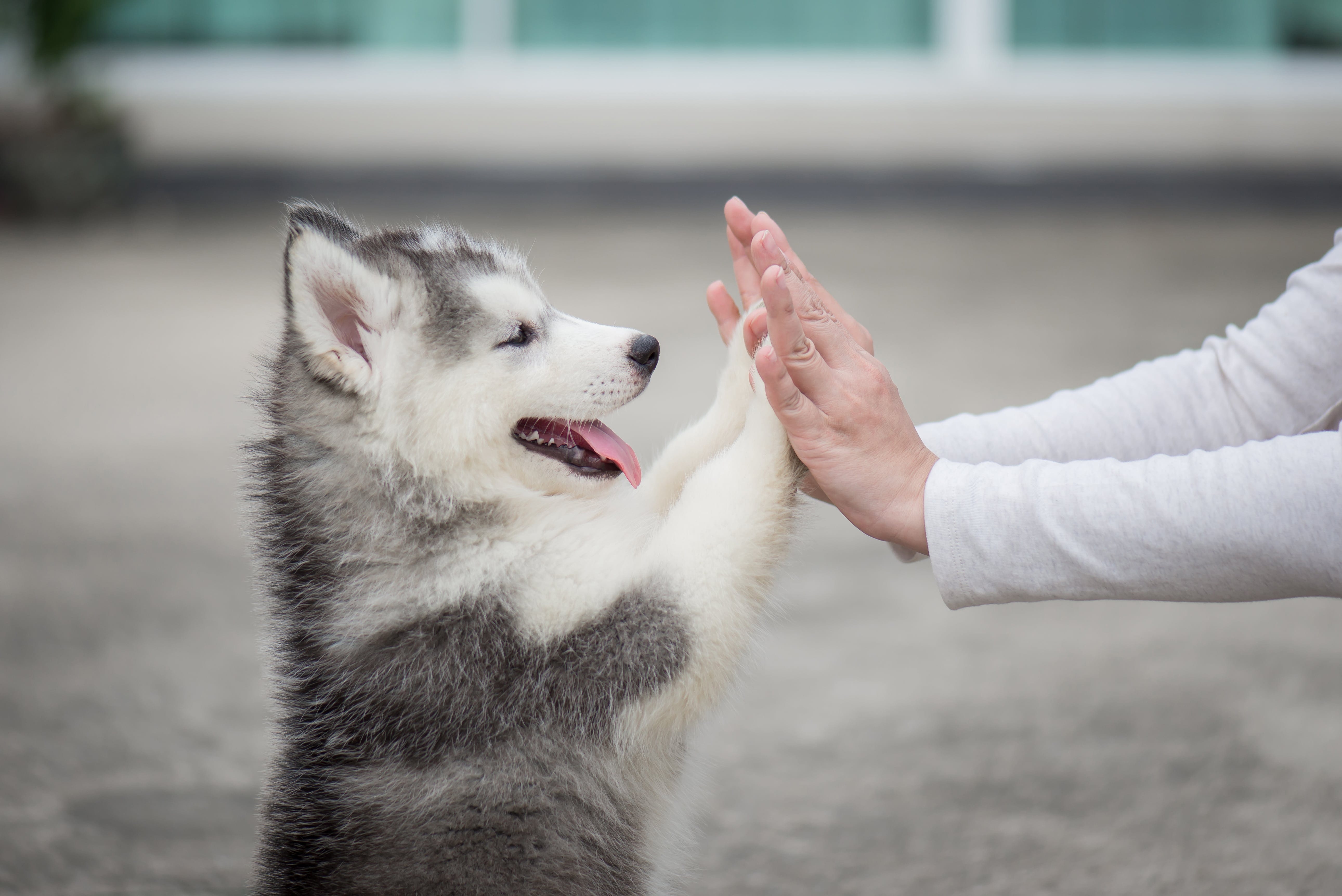 a cute dog plays with his human