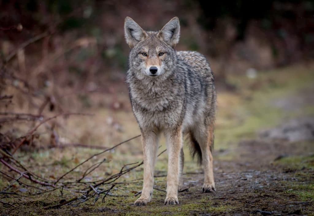 a wolf stands ready to attack