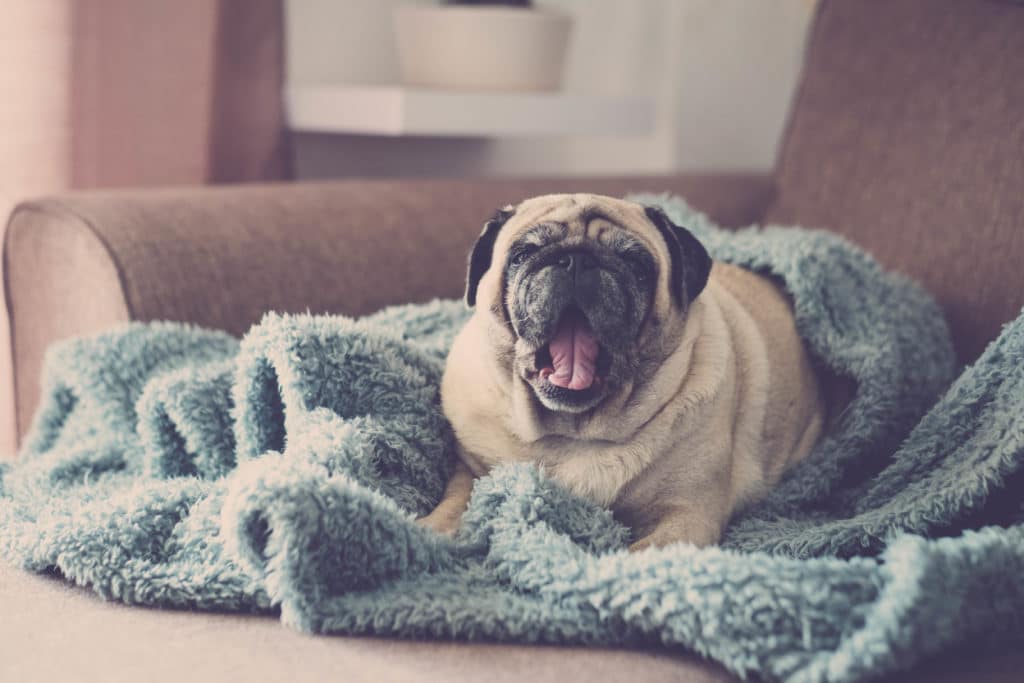 A dog relaxes in a comfortable blanket.