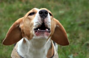 Beagle howling