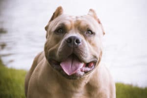 A pitbull poses for a picture.