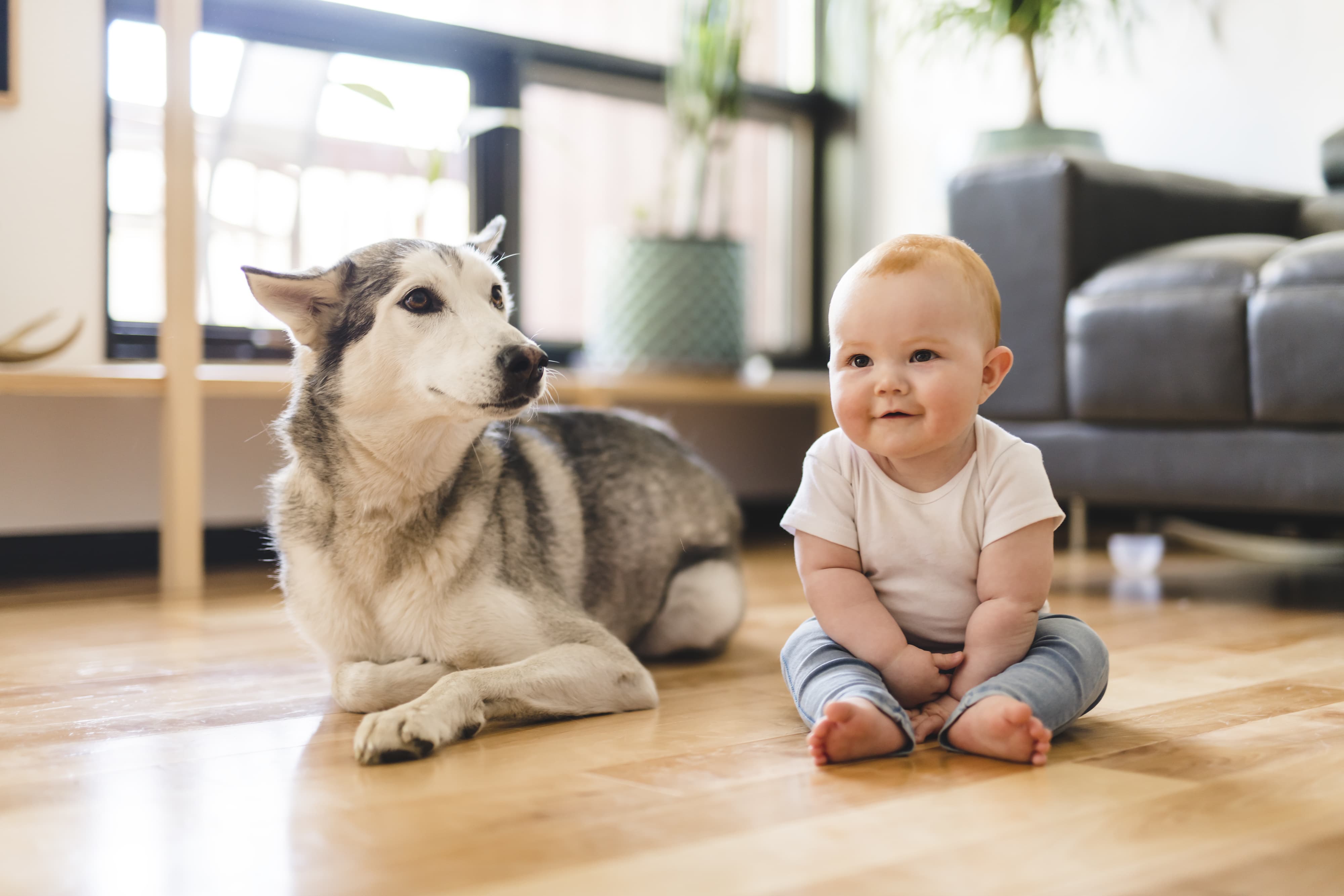 Baby sits on floor with bigger husky dog