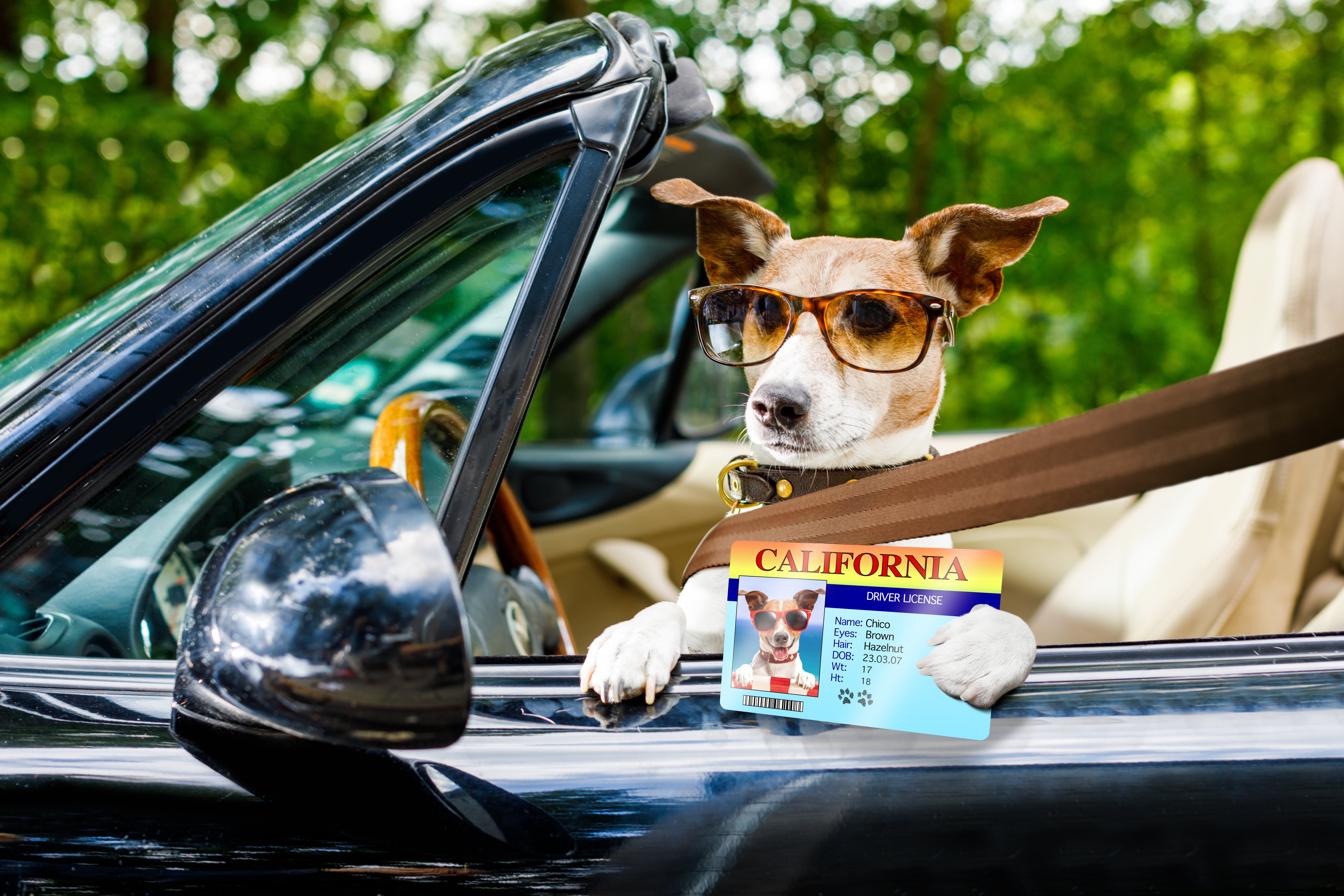 a dog in the drivers seat displays his license