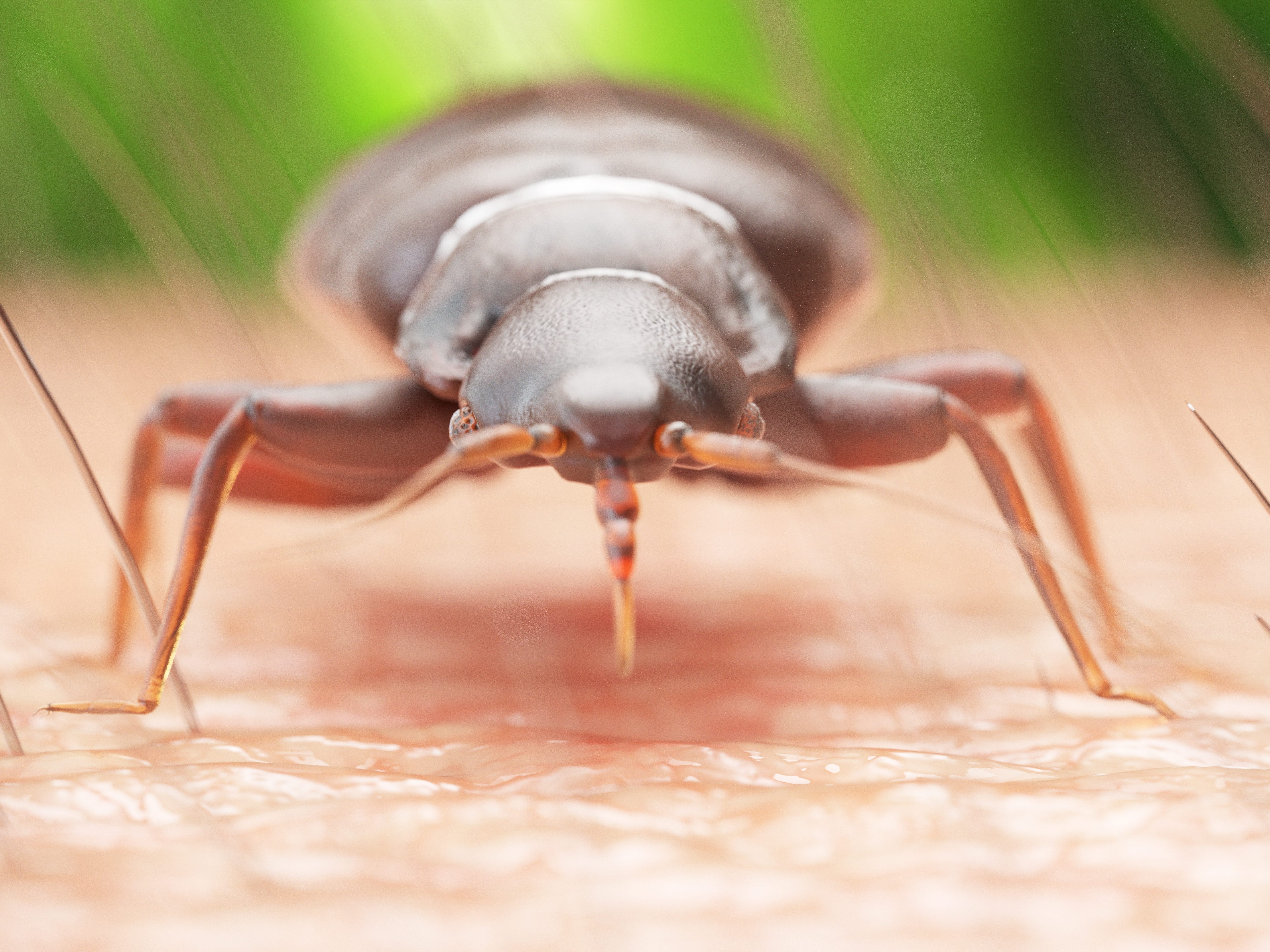 Bed bugs are not something you want to deal with.
