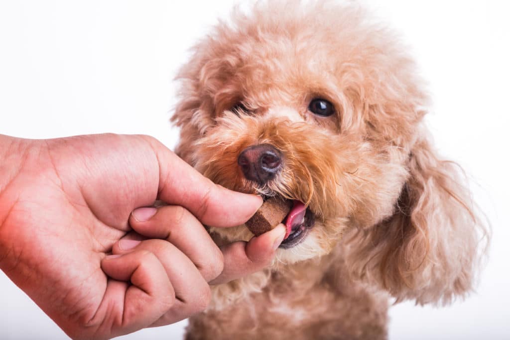 dog eating a treat