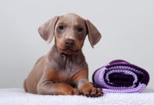 doberman puppy