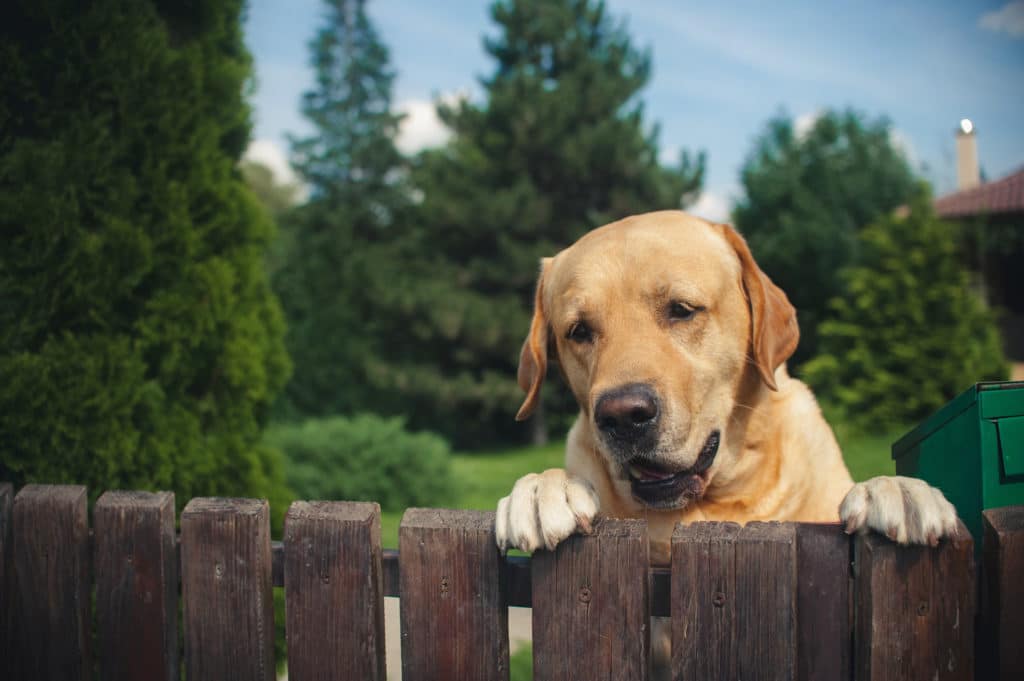 A dog peaks over the fence at her neighbors.