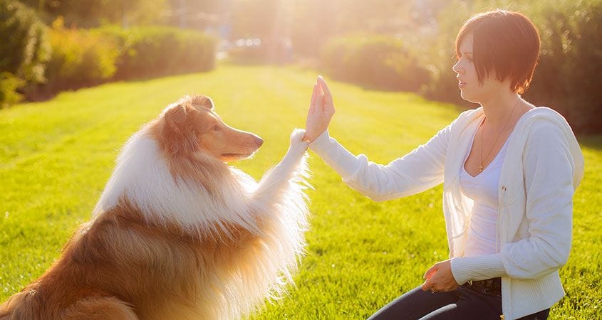 A dog shakes her owner's hand.