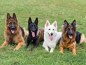 four dogs relax in their back yard