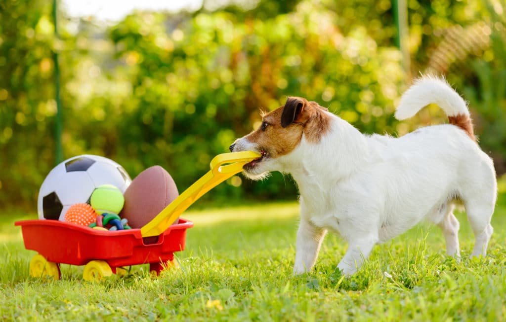 dog plays with sports balls in the grass