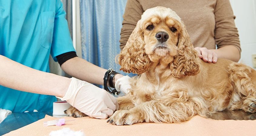 dog at vet