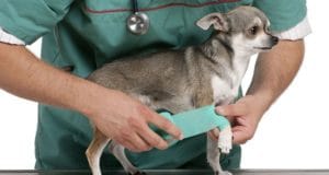 A vet helps a dog with a broken bone.