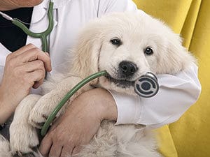 white puppy with vet | cesar's way