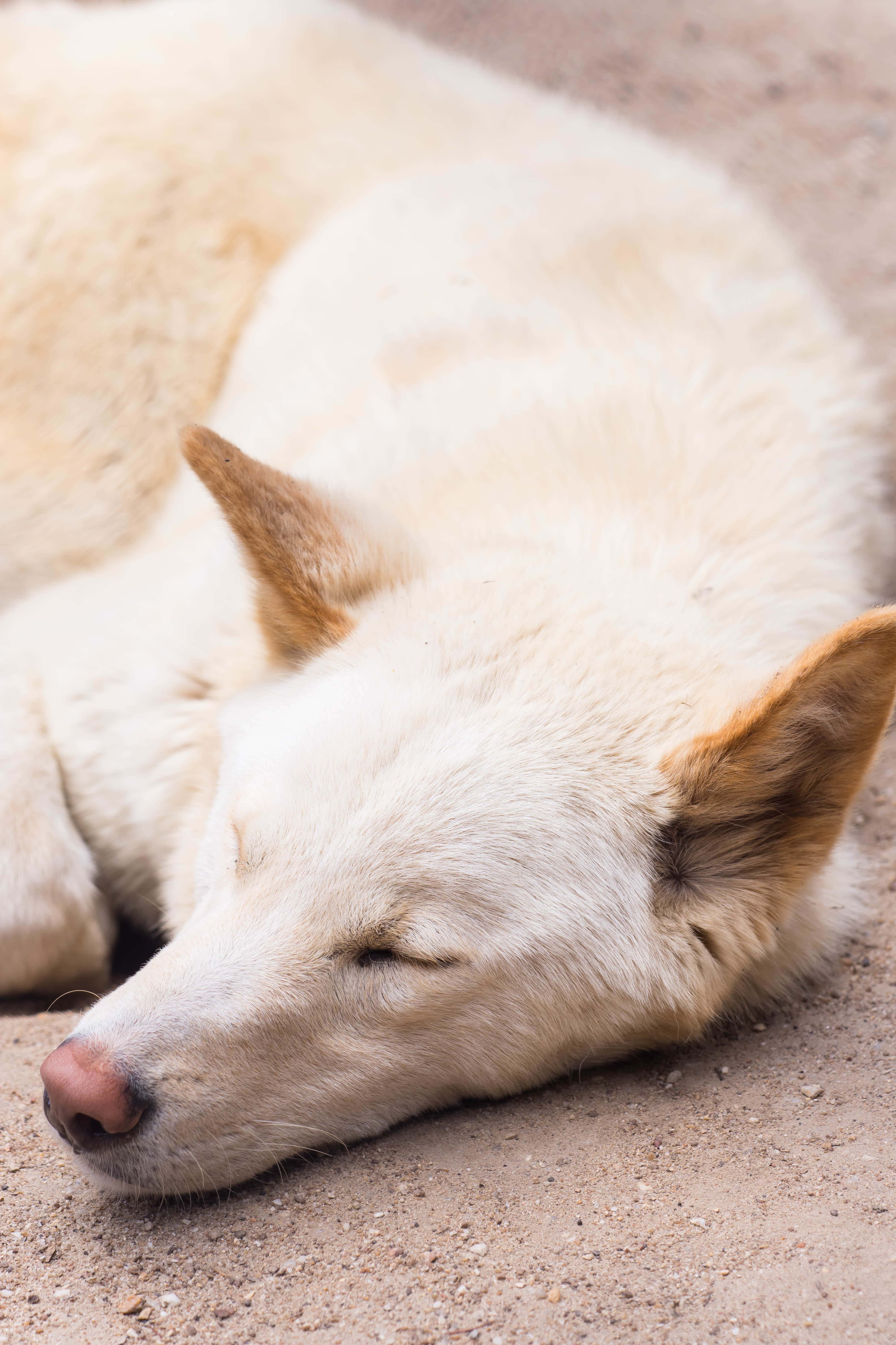 Carolina Dog Breed