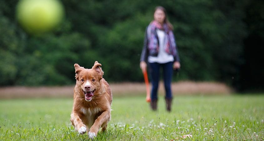 a woman plays a game of fetch with her dog in the park