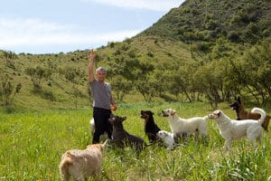 cesar millan with dogs