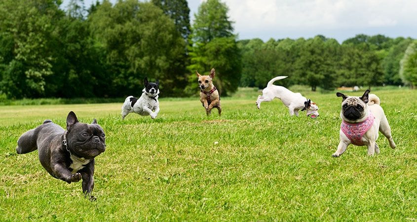 dogs playing in park