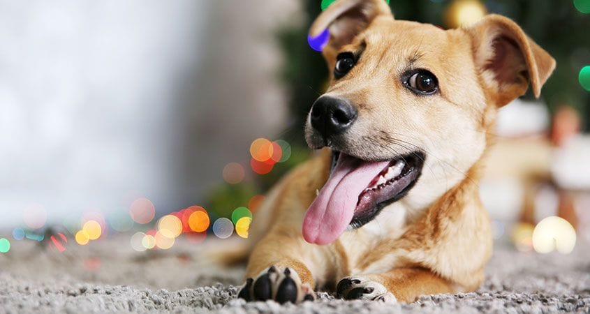 a dog lays by the christmas tree