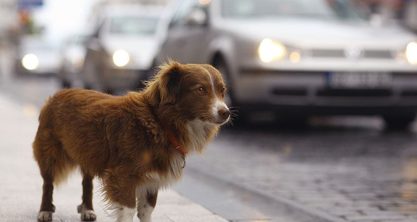 A dog waits on the sidewalk to cross the street.