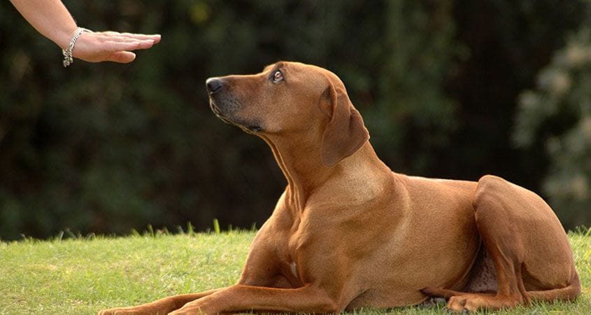 A deaf dog goes through training.