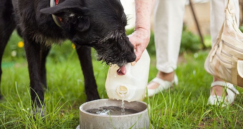 A dog drinks water to stay hydrated.