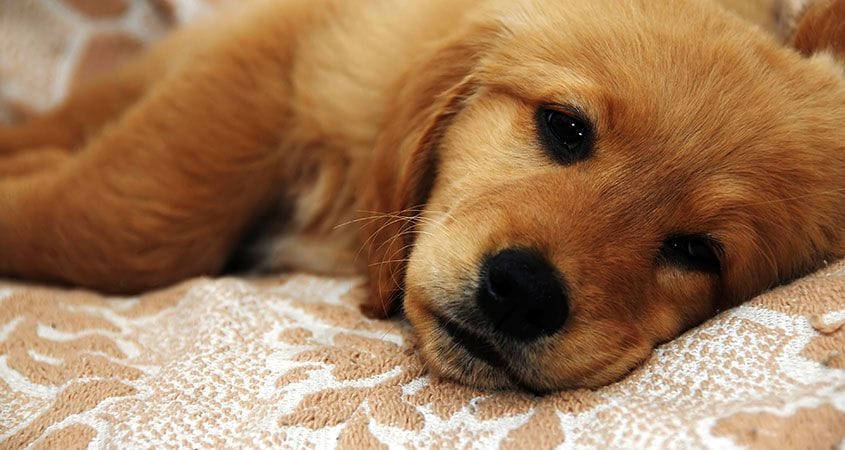 a puppy is sick with diarrhea