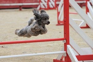 a puppy jumps over a hurdle during training