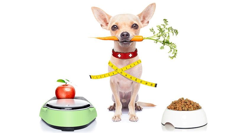 A dog with a variety of foods.