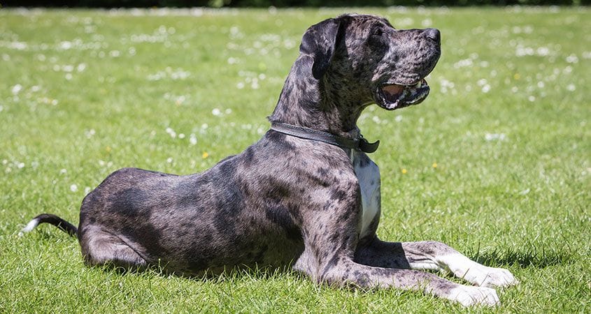 black dog in grass