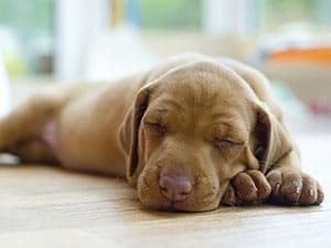 puppy sleeping