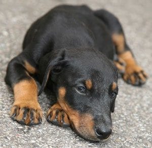 Doberman Laying Down