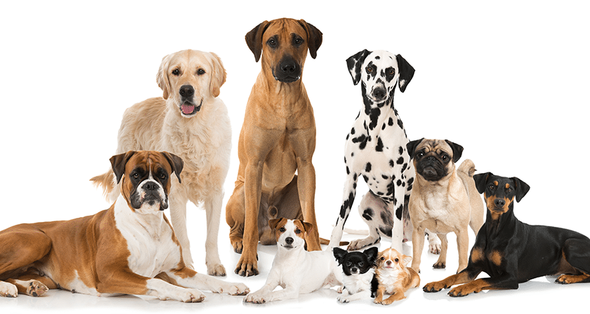 a group of dogs pose for a picture