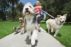 woman walking a pack of dogs