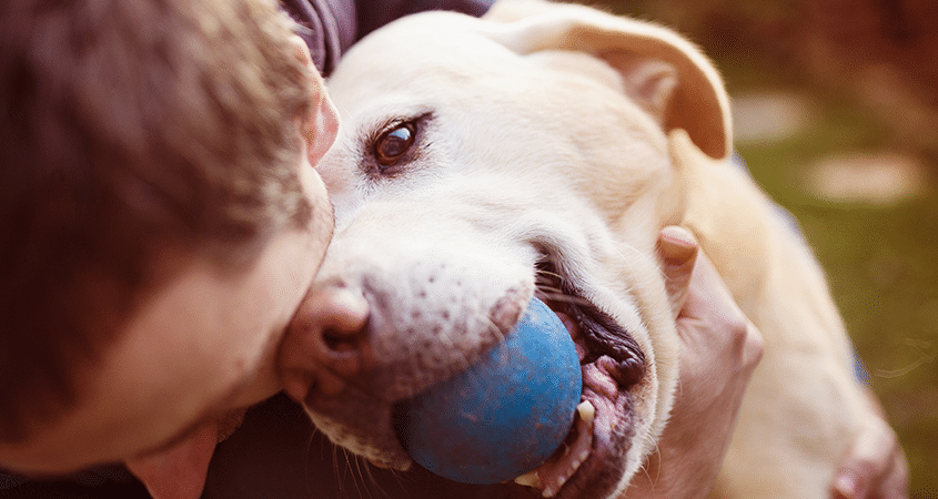 A dog comes back to his owner with a ball he fetched.