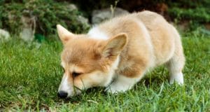 A dog sniffs around the back yard for poop to eat.