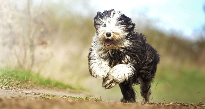 A dog plays outside on a summer day