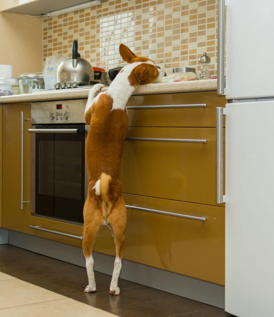 unsupervised dog sneaks and steals food from the kitchen counter