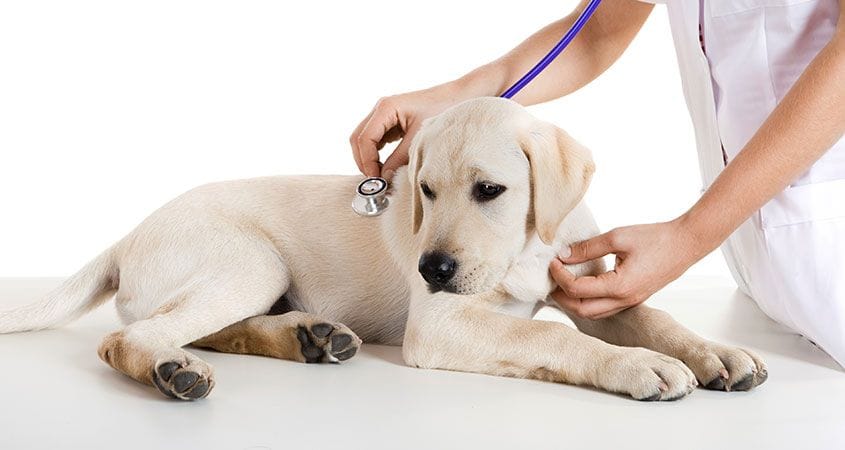 A vet checks a dog that has been vomiting.