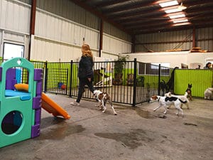 dogs following a woman | jobs with dogs